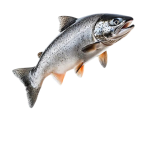 Salmon