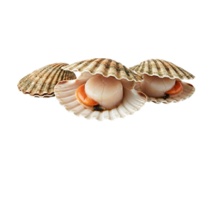 Scallops